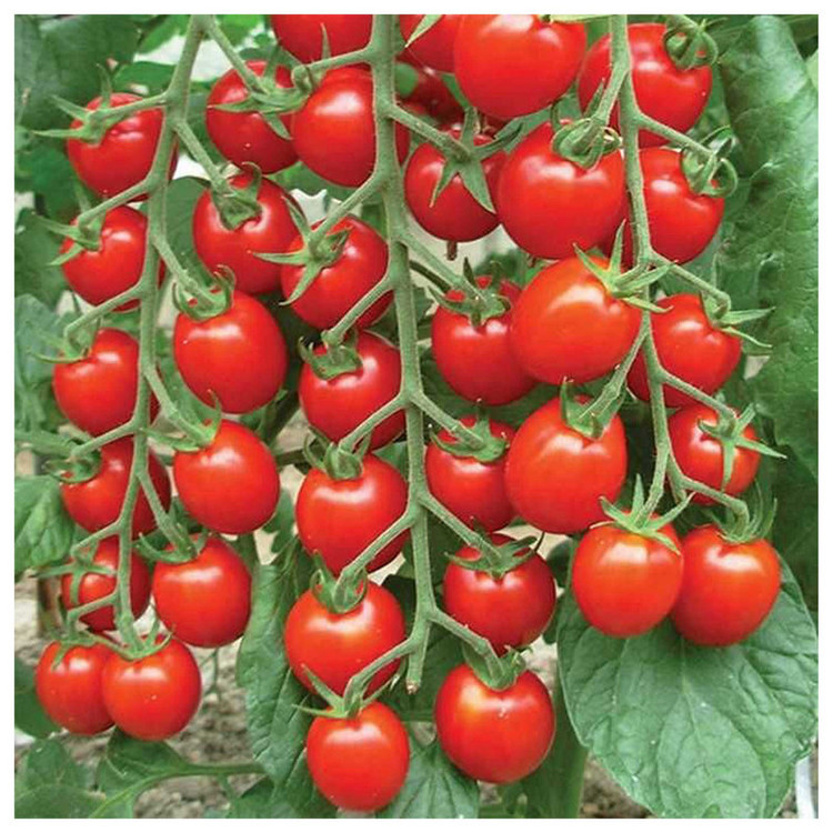 بذر گوجه قرمز گیلاسی پاکوتاه گلدانی فصل سبز کد FSSEED-047