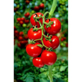 بذر گوجه قرمز گیلاسی پاکوتاه گلدانی فصل سبز کد FSSEED-047