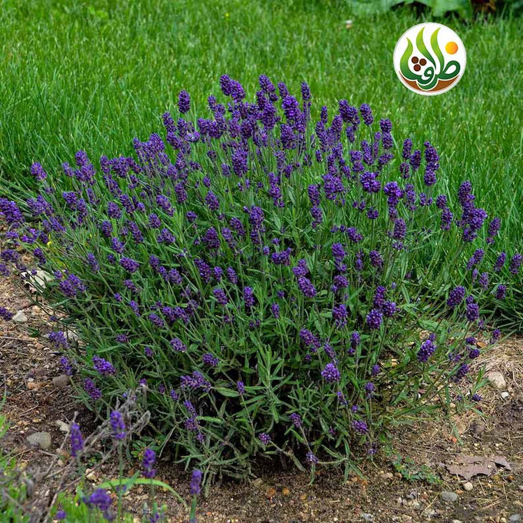 بذر اسطوخودوس فرانسوی ظرافت مدل BZ973