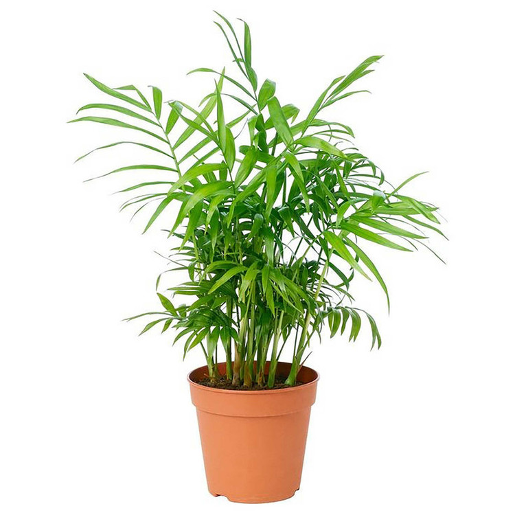 بذر نخل شامادورا فصل سبز کد FSSEED-043