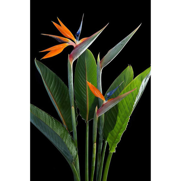 بذر گل پرنده بهشتی فصل سبز کد FSSEED-32