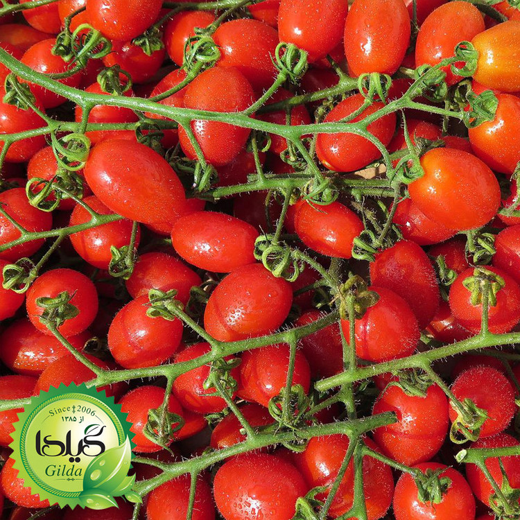 بذر گوجه گیلدا کد 096 مجموعه 8 عددی