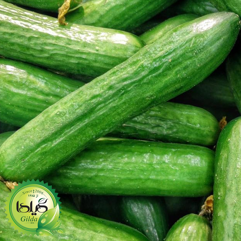 بذر خیار بوته ای گیلدا کد 636
