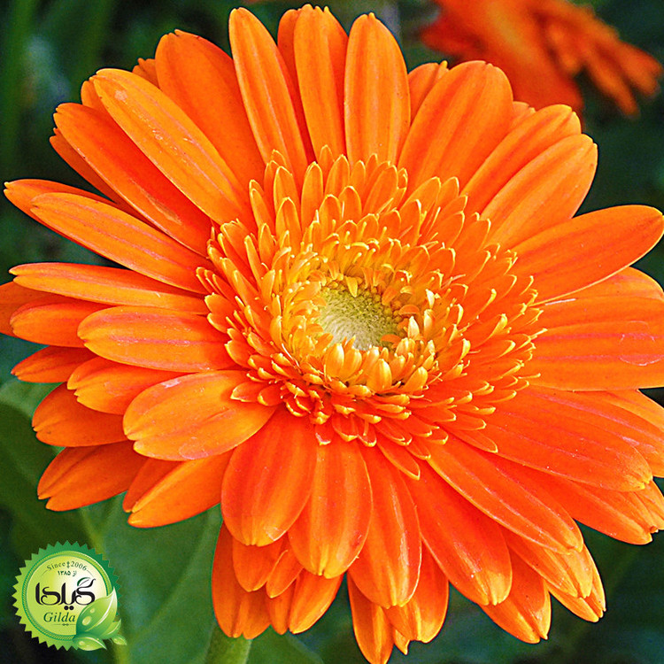 بذر همیشه بهار نارنجی گیلدا کد 818