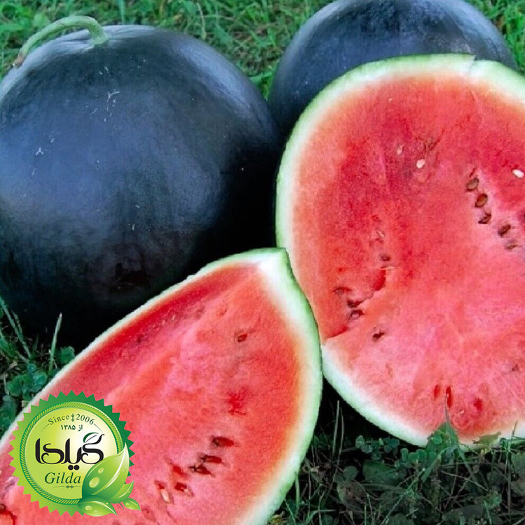 بذر هندوانه دیمی گیلدا کد 713