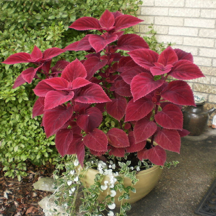 بذر گل حسن یوسف واولت رد سانیا سید مدل Velvet Red