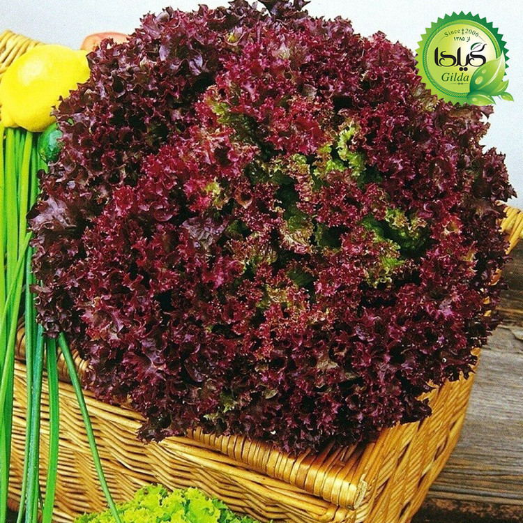 بذر کاهو فرانسوی قرمز گیلدا کد 335