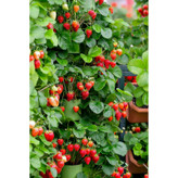 بذر توت فرنگی کاماروسا فصل سبز کد FSSEED-33