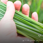 بذر سبزیجات گرین سیدز کد 2005 مجموعه 10 عددی