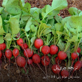 بذر سبزیجات گرین سیدز کد 2005 مجموعه 10 عددی