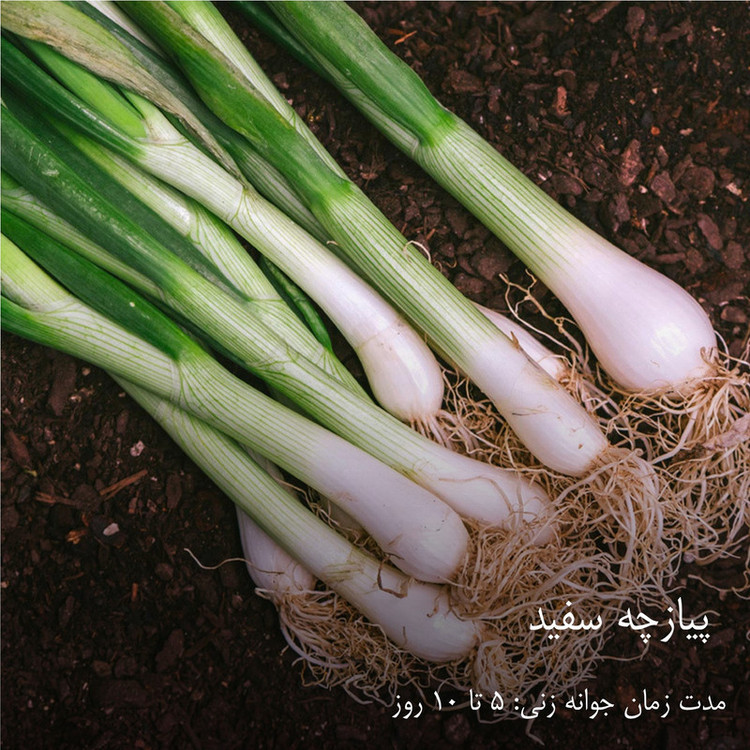 بذر سبزیجات گرین سیدز کد 2005 مجموعه 10 عددی