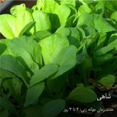 بذر سبزیجات گرین سیدز کد 2005 مجموعه 10 عددی
