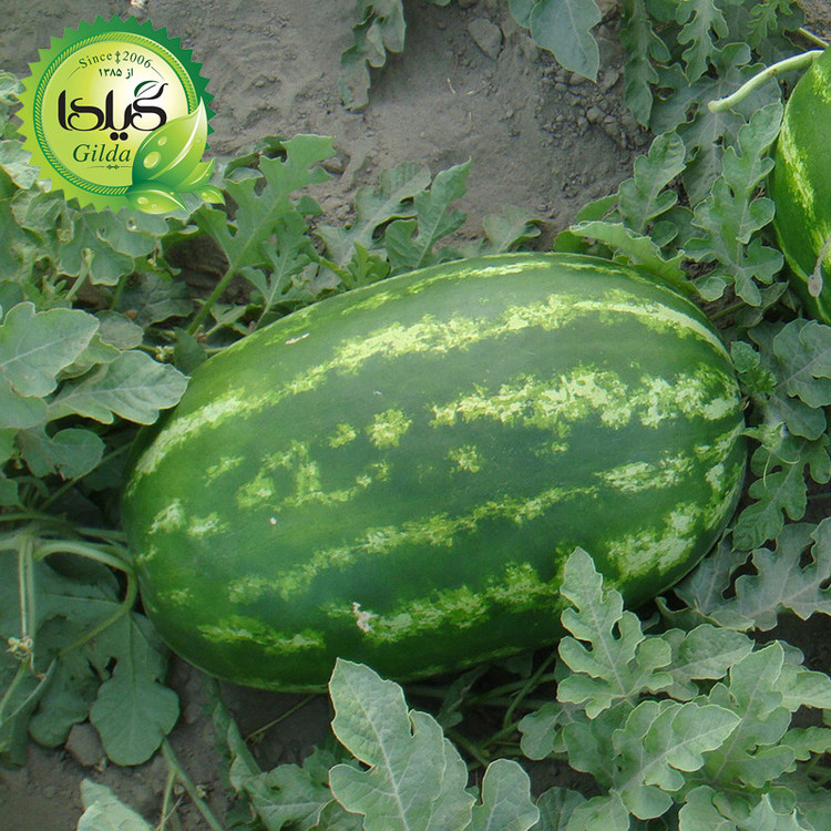بذر هندوانه کشیده گیلدا کد 712