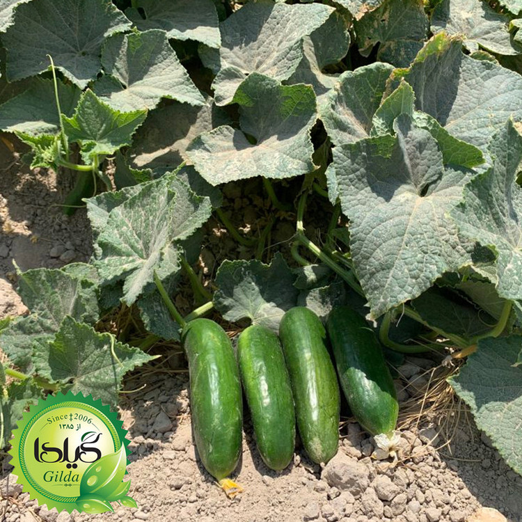 بذر خیار بوته ای گیلدا کد 638