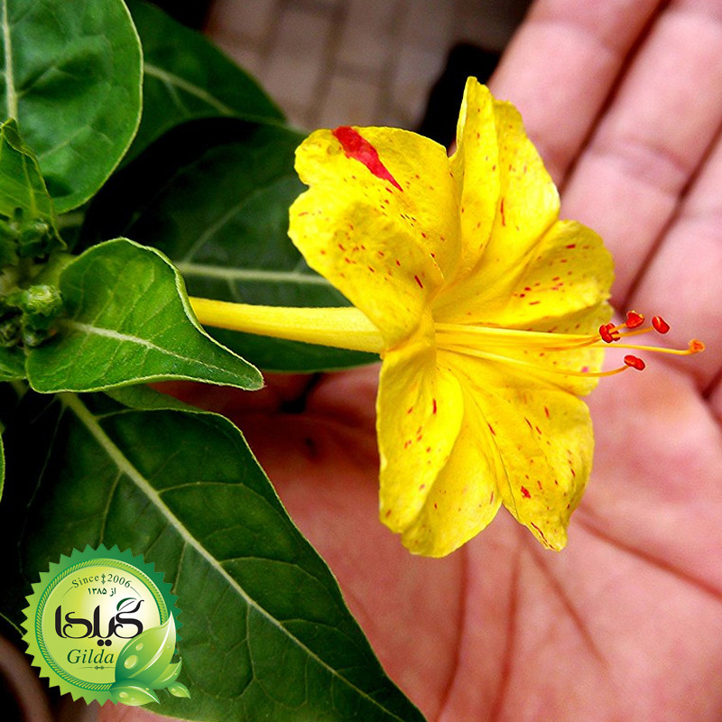 بذر لاله عباسی ابلق گیلدا کد 954