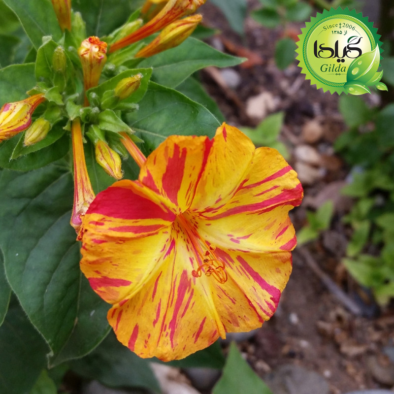 بذر لاله عباسی ابلق گیلدا کد 954