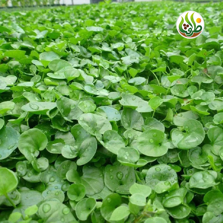 بذر چمن دایکوندرا ظرافت مدل BZ18069 بسته 10 عددی