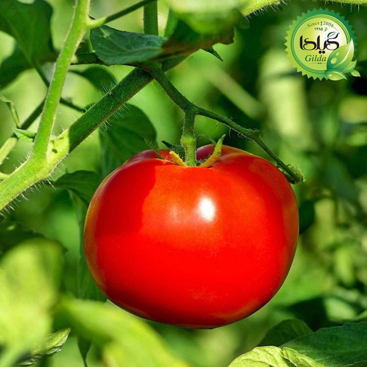 بذر گوجه سوپر استرین بی گیلدا کد 561