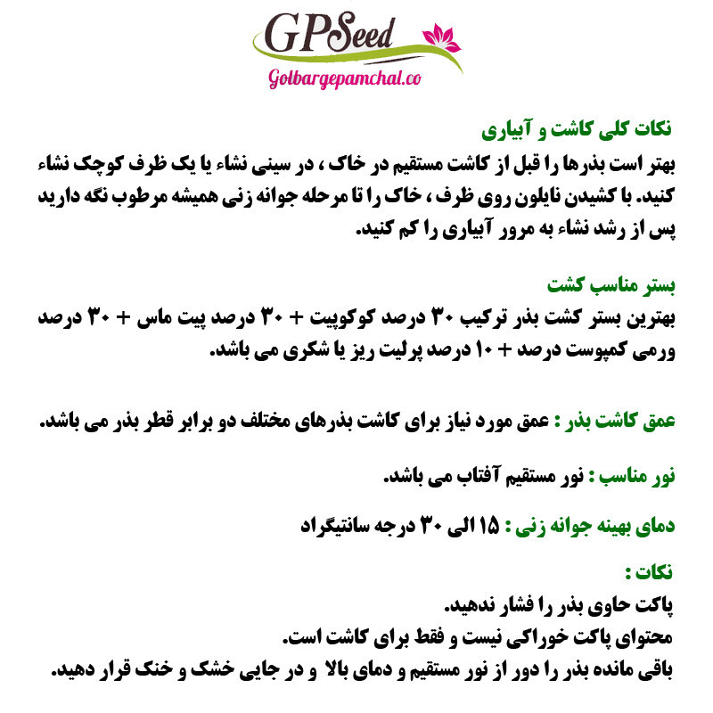 بذر گل داوودی پا کوتاه الوان جی پی سید مدل GP23986