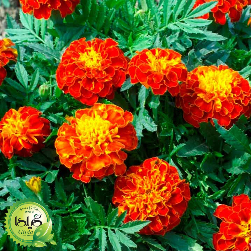 بذر جعفری الوان گیلدا کد 871