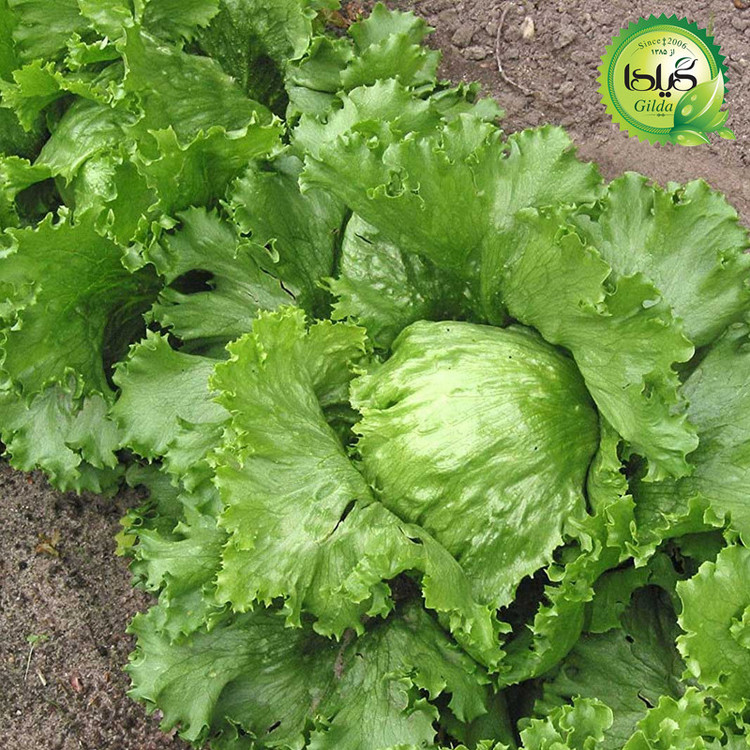بذر کاهو پیچ سبز اورست گیلدا کد 333