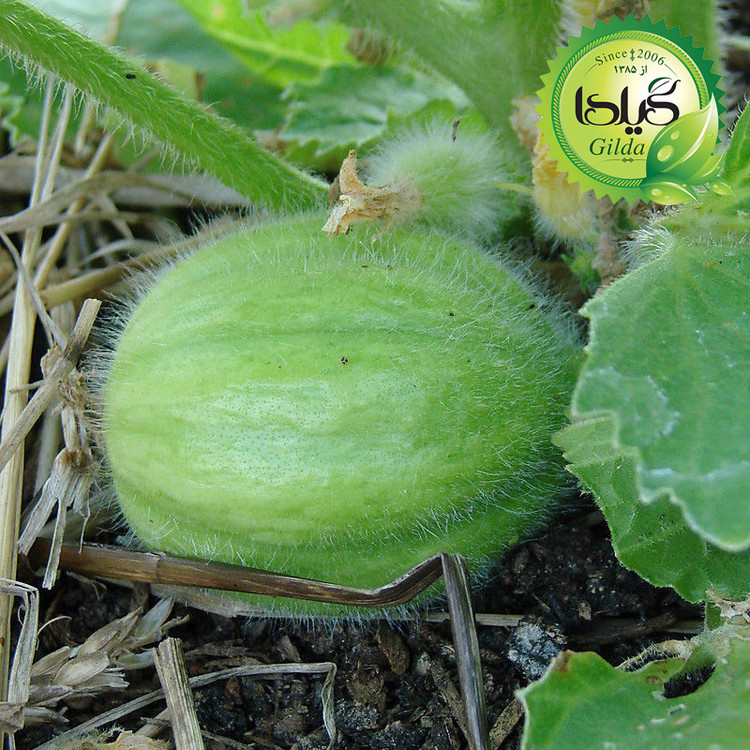 بذر خیار گرد کاروسل گیلدا کد 627