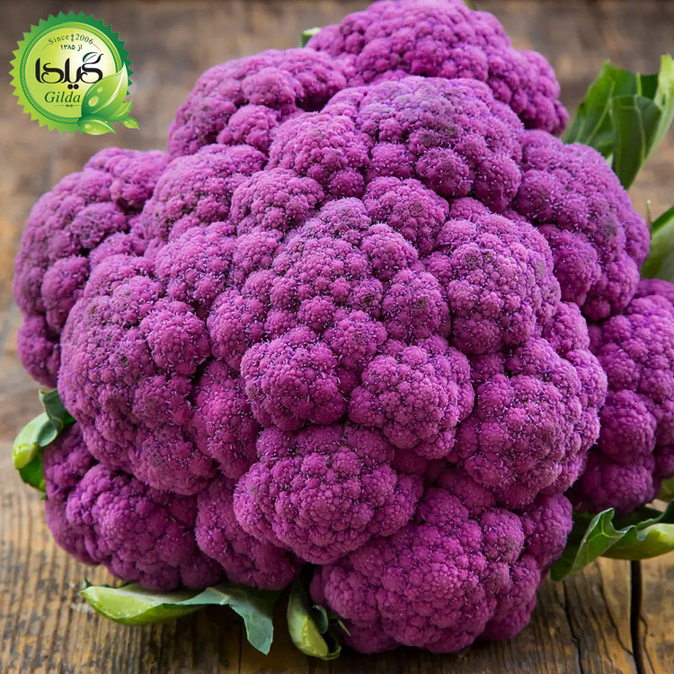 بذر گل کلم بنفش گیلدا کد 313