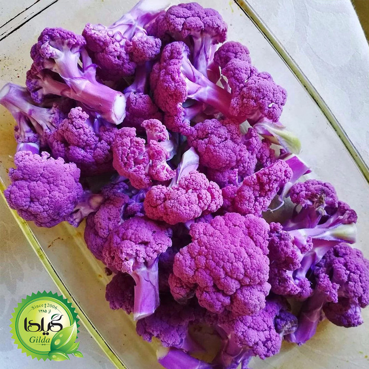 بذر گل کلم بنفش گیلدا کد 313