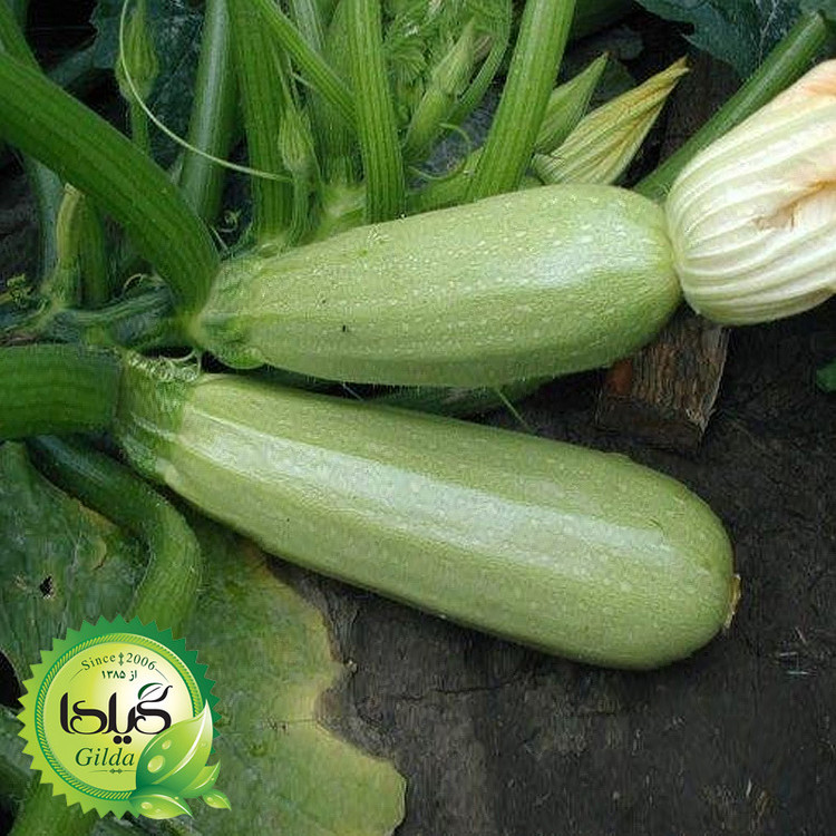 بذر کدو خورشتی هیبرید گیلدا کد 771