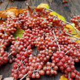 بذر میوه انگور ژاپنی سیلور بری فرنگی گلس گاردن مدل GL10