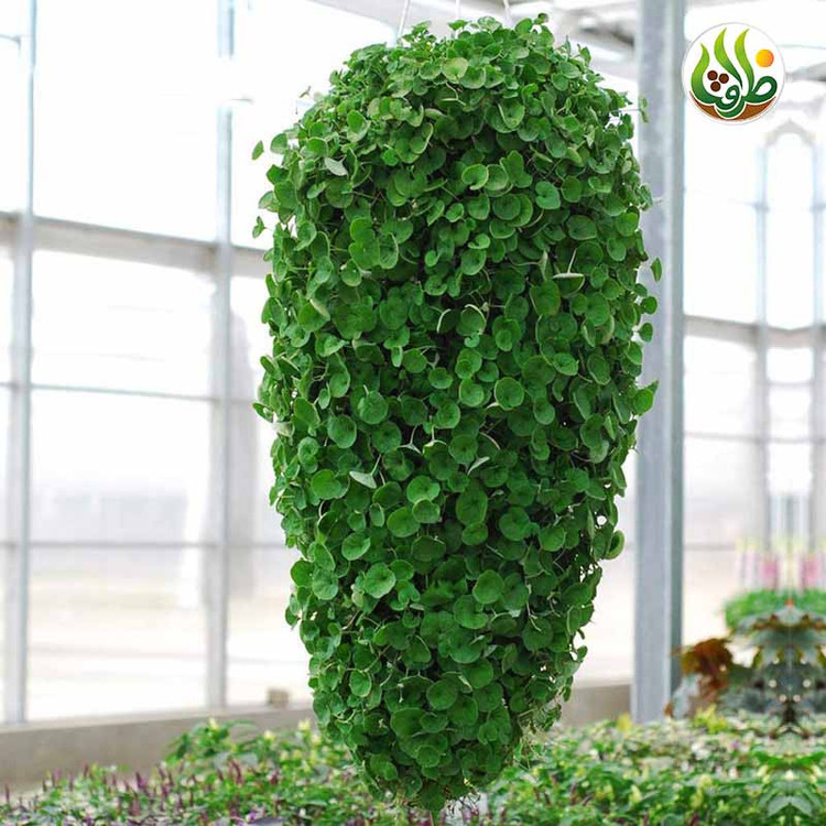 بذر چمن دایکوندرا ظرافت مدل BZ18069 بسته 3 عددی