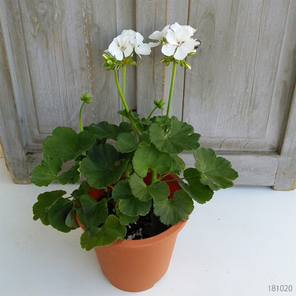 بذر گل شمعدانی سفید سانیا سید مدل SH2