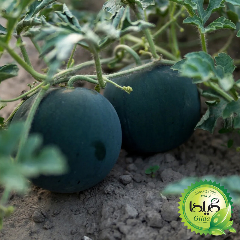 بذر هندوانه شوگر گیلدا کد 714
