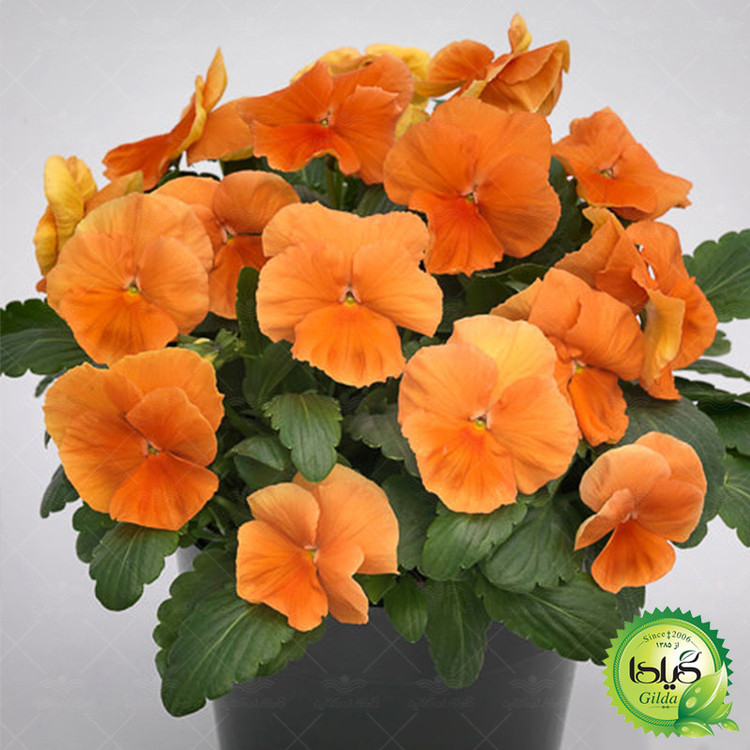 بذر بنفشه نارنجی گیلدا کد 851
