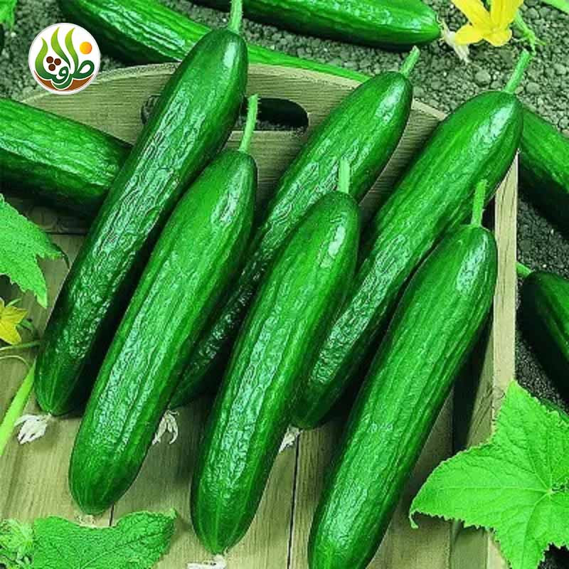 بذر خیار بیت آلفا ظرافت مدل BZ18822