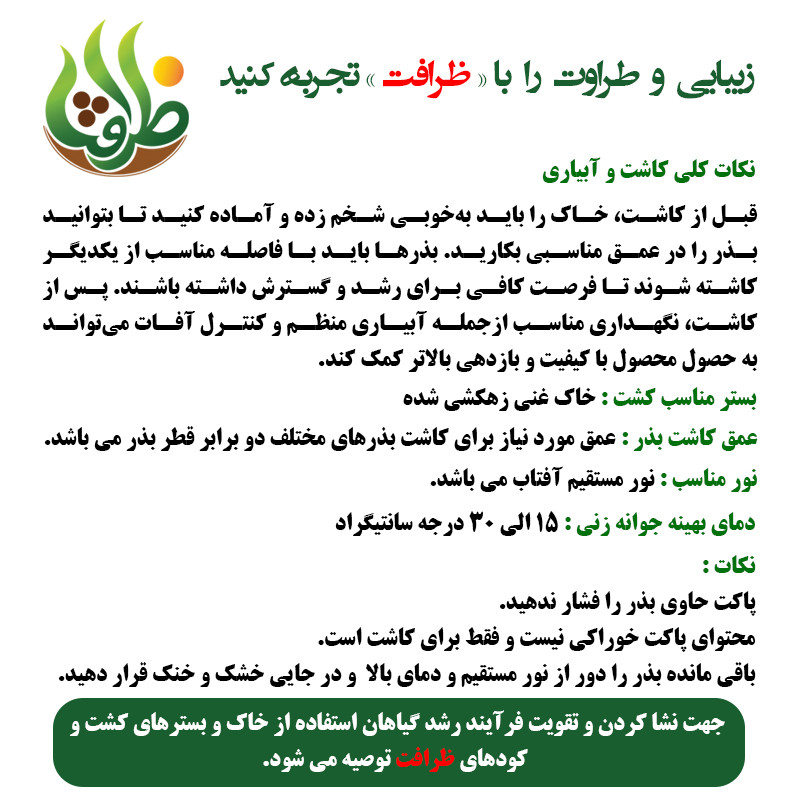 بذر خیار بیت آلفا ظرافت مدل BZ18822