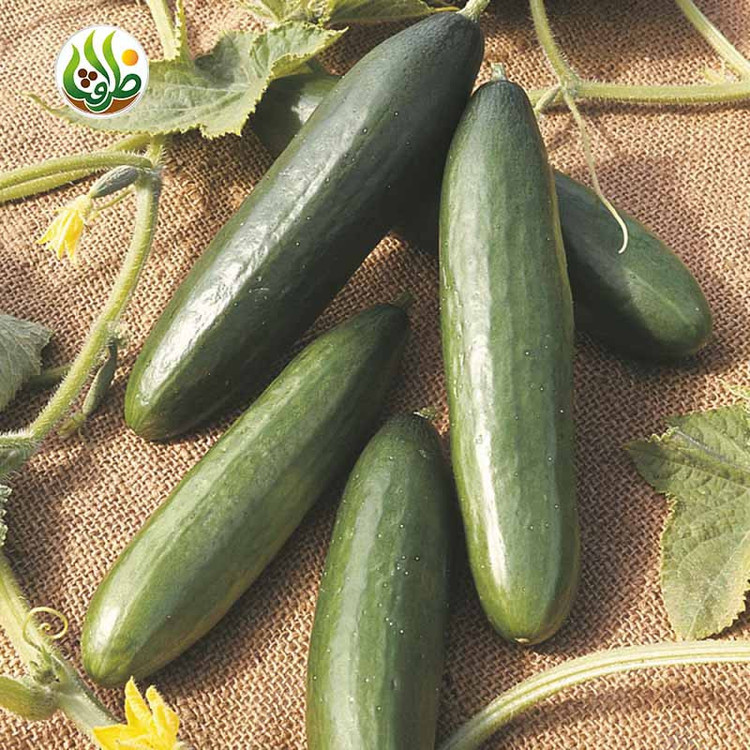 بذر خیار بیت آلفا ظرافت مدل BZ18822