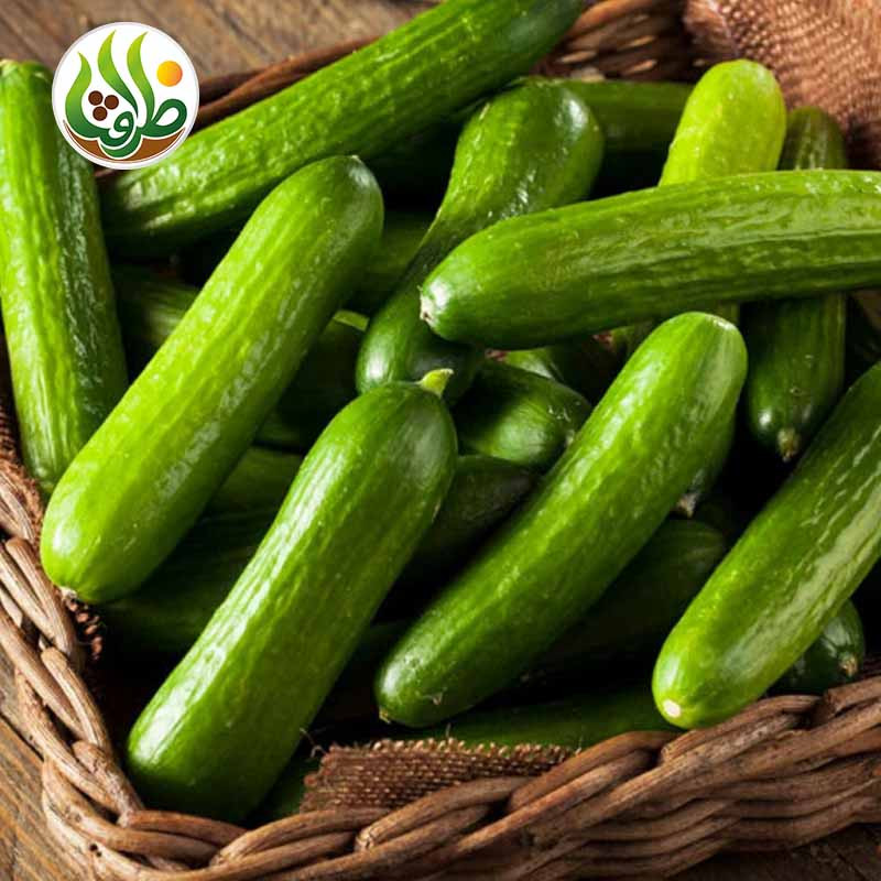 بذر خیار بیت آلفا ظرافت مدل BZ18822