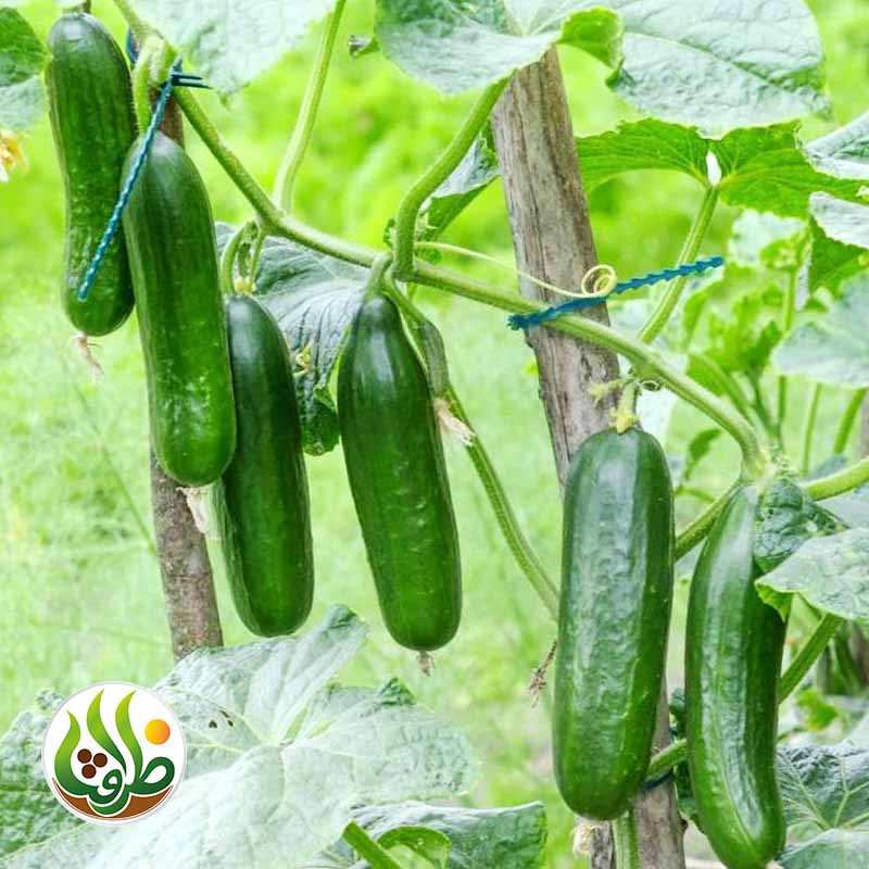 بذر خیار بیت آلفا ظرافت مدل BZ18822