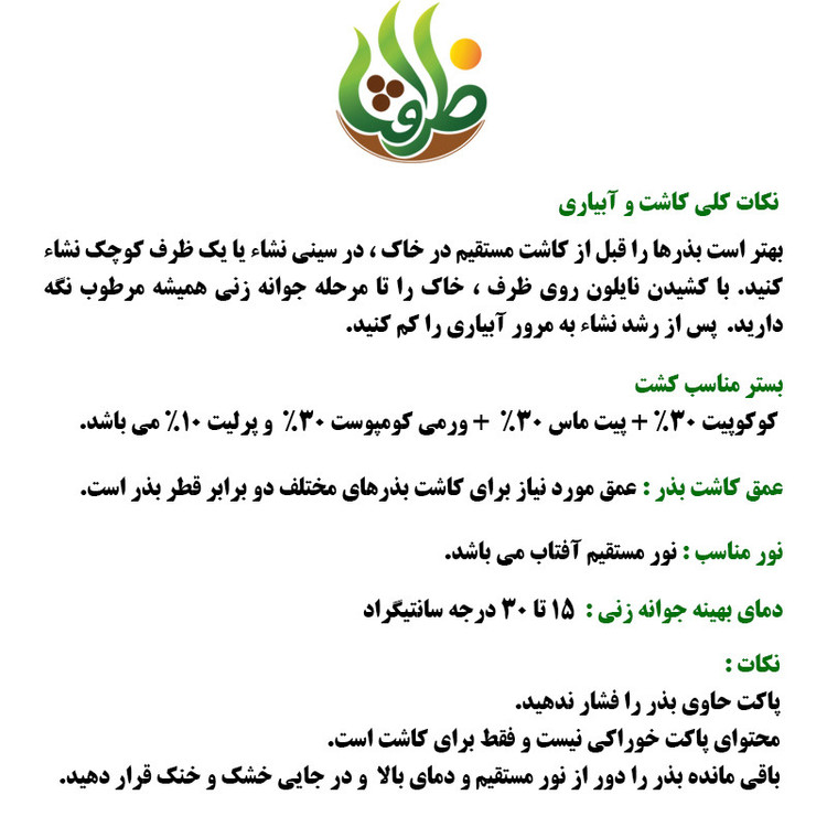 بذر پیاز قرمز ظرافت مدل BZ1828