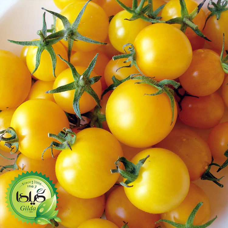 بذر گوجه چری زرد گیلدا کد 581