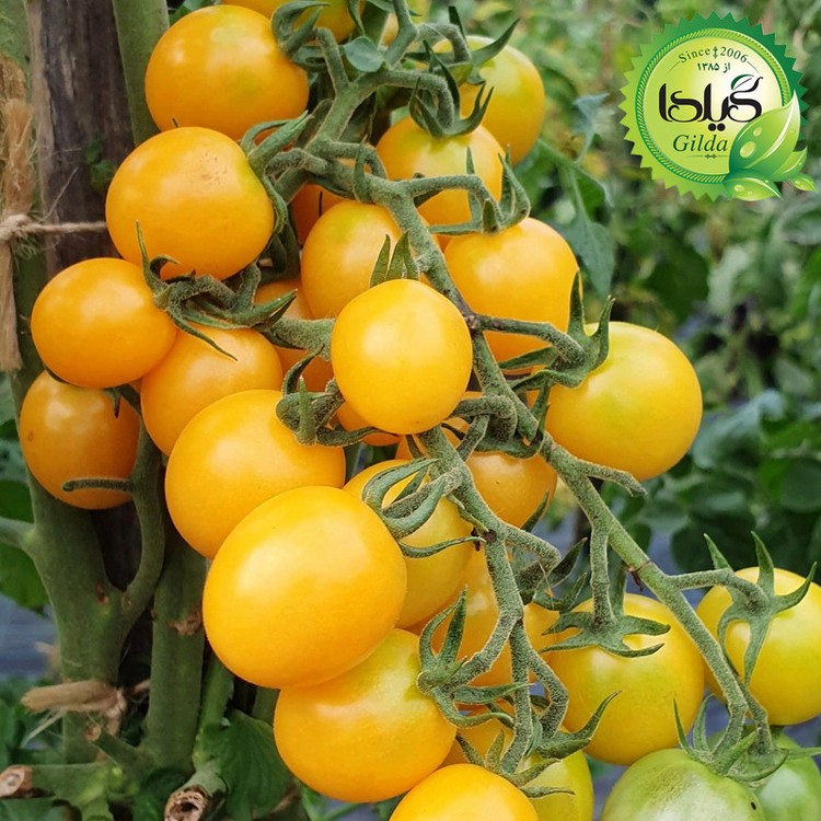 بذر گوجه چری زرد گیلدا کد 581