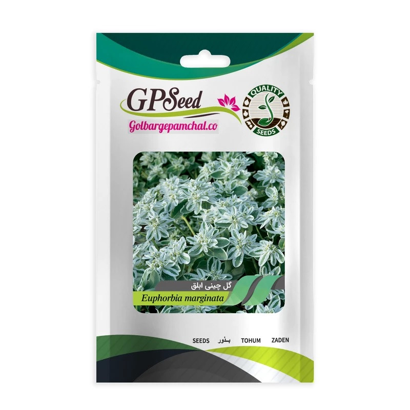 بذر گل چینی ابلق جی پی سید مدل GP24214