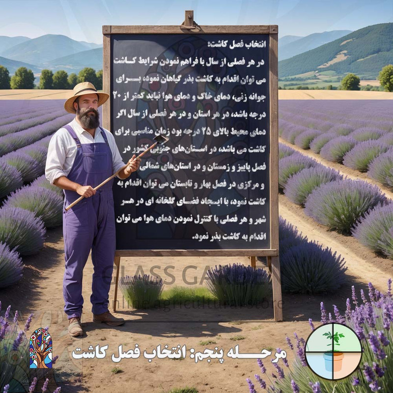 بذر گوجه چروکی بنفش درشت گلس گاردن مدل GL10