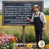 بذر گوجه چروکی بنفش درشت گلس گاردن مدل GL10