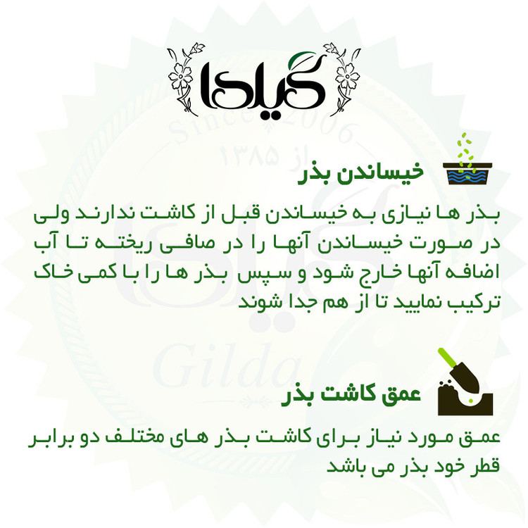 بذر کلم قمری بنفش گیلدا کد 309
