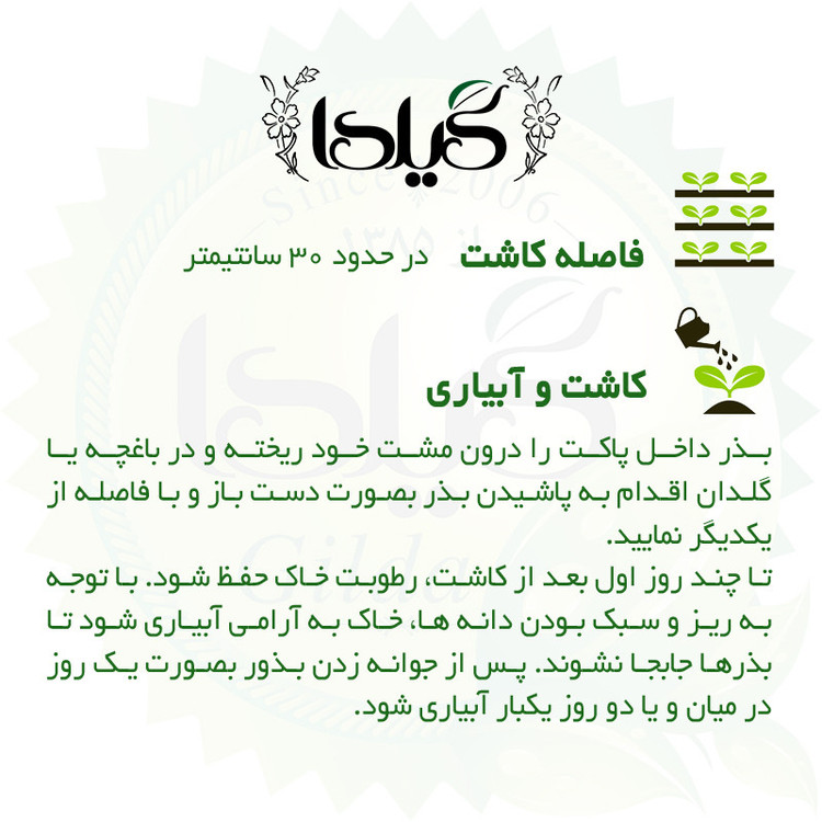 بذر کلم قمری بنفش گیلدا کد 309