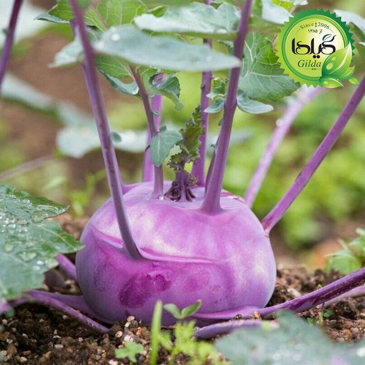 بذر کلم قمری بنفش گیلدا کد 309