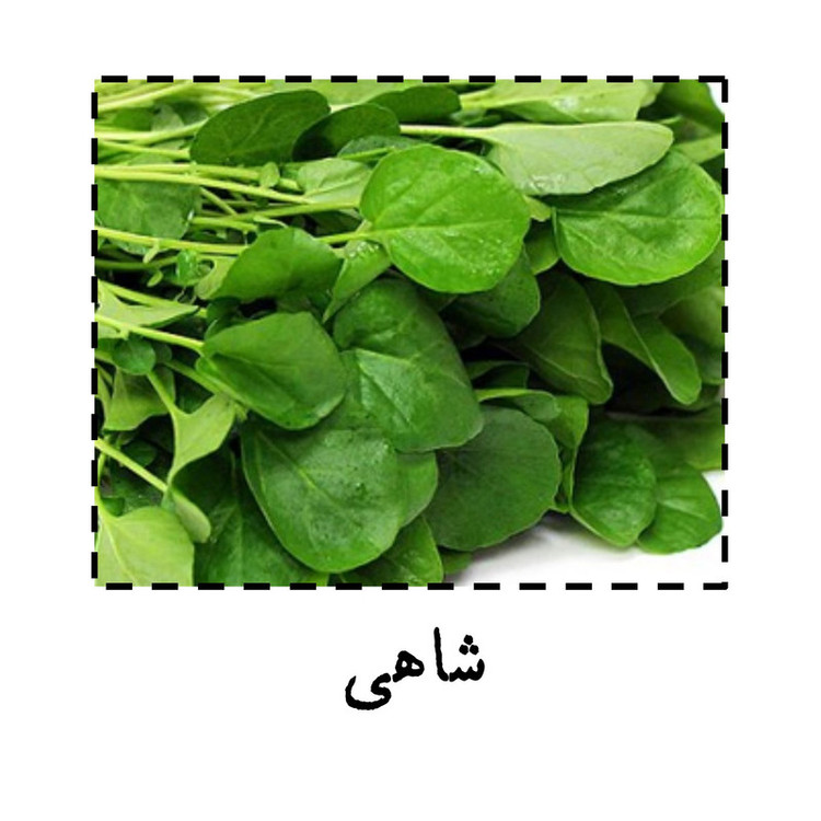بذر شاهی گرین سیدز کد 216