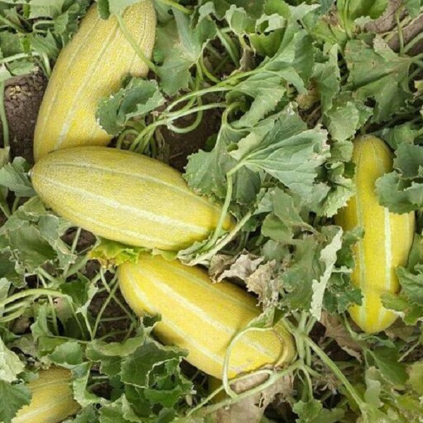 بذر خربزه خاتونی جی پی سید مدل GP2248